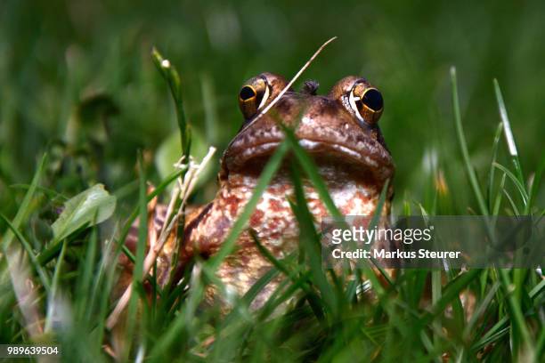 frog prince - frog prince stock pictures, royalty-free photos & images