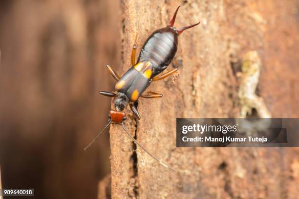 earwig - earwig imagens e fotografias de stock