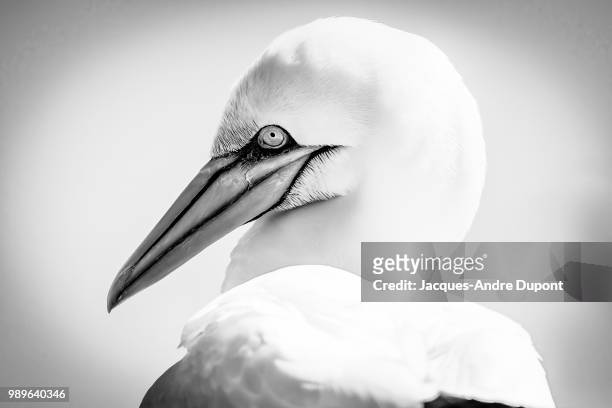 b&w gannet - birds b w fotografías e imágenes de stock