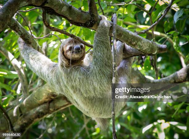 happy sloth in costa rica - three toed sloth fotografías e imágenes de stock