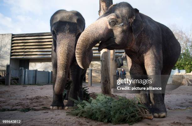 Female elephants Zella and Pama eat Christmas trees at the Wilhelma zoo in Stuttgart, Germany, 3 January 2018. Around 150 unsold Christmas trees are...