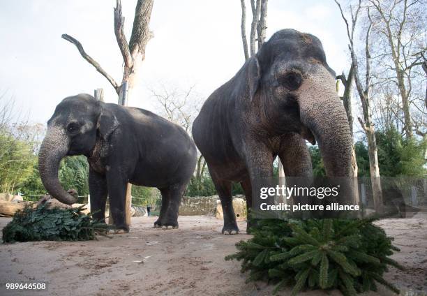 Female elephants Zella and Pama eat Christmas trees at the Wilhelma zoo in Stuttgart, Germany, 03 January 2018. Around 150 unsold Christmas trees are...