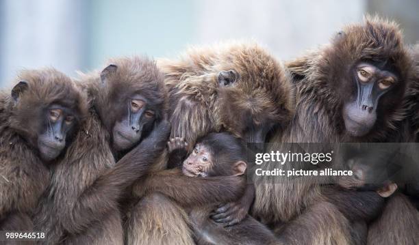 Several female Gelada baboons, also known as the bleeding-heart baboons, cuddle with their offspring to stay warm at the Wilhelma zoo in Stuttgart,...