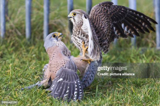Two common kestrels wrestle on the beach of Norddeich, Germany, 2 January 2017. According to a wildlife expert, the bird with the grey head is a...
