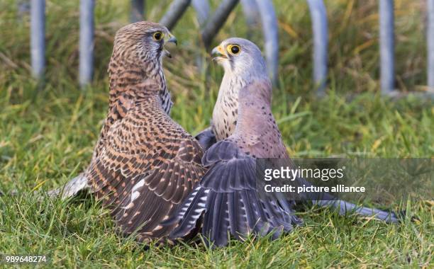 Two common kestrels wrestle on the beach of Norddeich, Germany, 2 January 2017. According to a wildlife expert, the bird with the grey head is a...