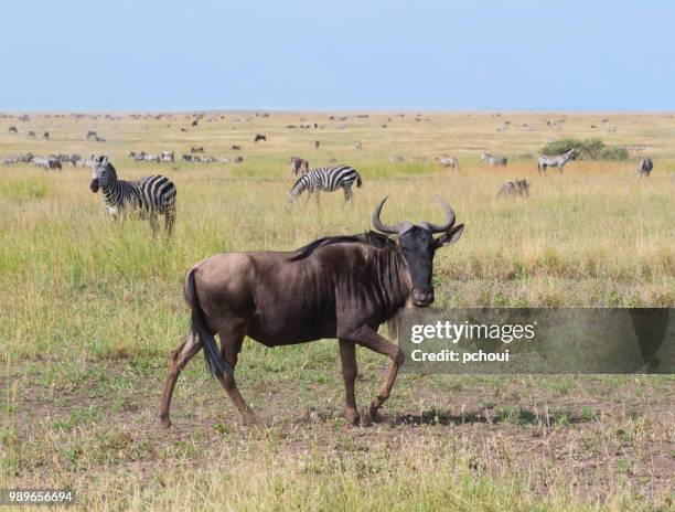 wildebeest, africa - pchoui stock pictures, royalty-free photos & images
