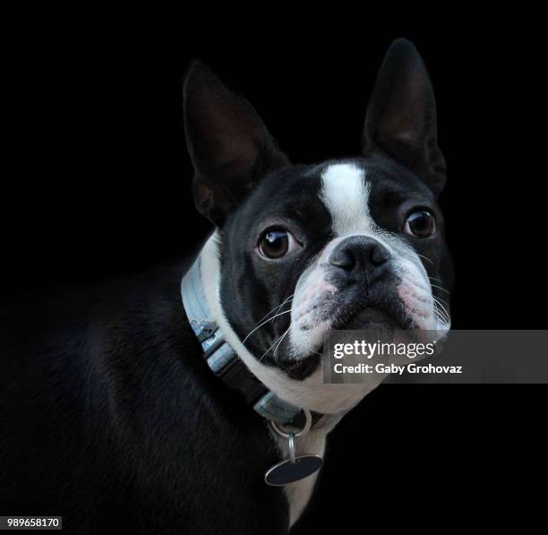 tux - boston terrier - terrier boston stock pictures, royalty-free photos & images