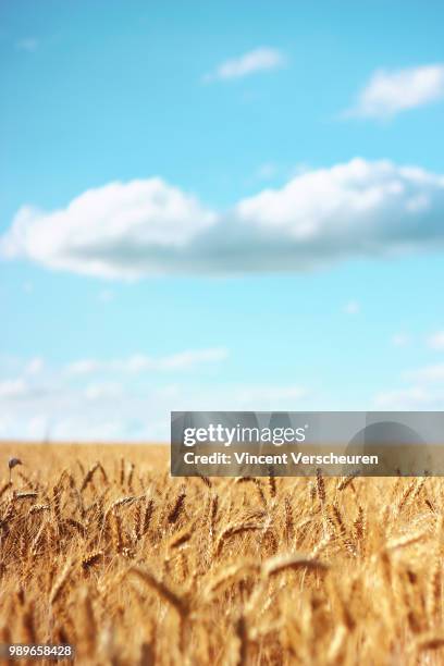 la campagne (01) - campagne stock pictures, royalty-free photos & images