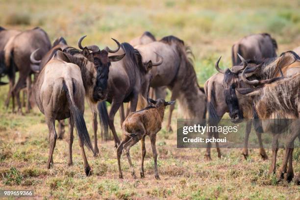 wildebeest, newborn protected by the herd,africa - newborn animal stock pictures, royalty-free photos & images