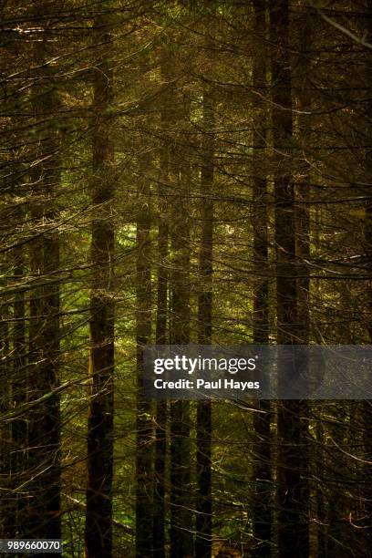 Kielder Forest High-Res Stock Photo