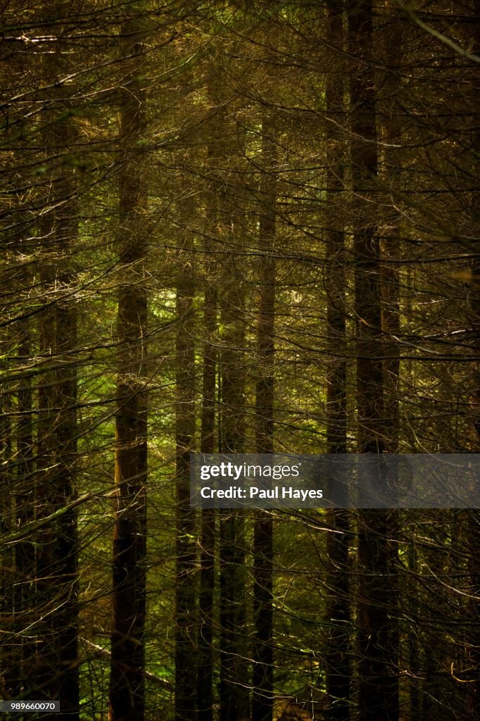 Kielder Forest