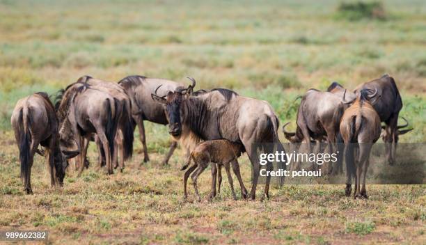 gnus, erste fütterung, afrika - ngorongoro wildreservat stock-fotos und bilder