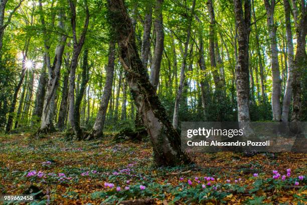 bosco di s. antonio - bosco stock-fotos und bilder