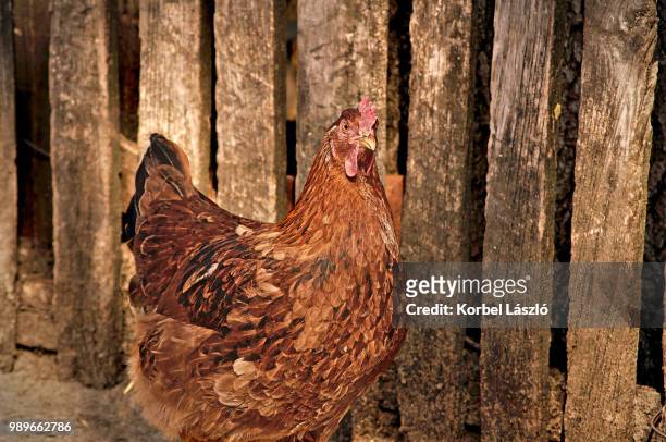 hen in front of wooden fence. - korbel stock pictures, royalty-free photos & images