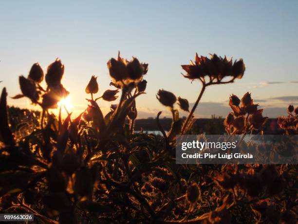 flowers in a summer sunset / fiori in un tramonto - fiori stockfoto's en -beelden