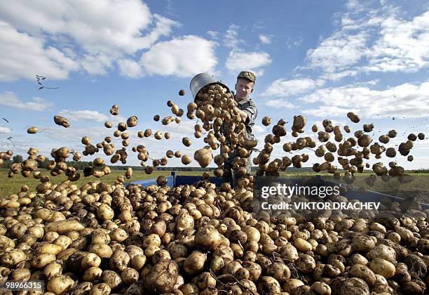 Belarussian Interior Troops soldier collect potatoes at a farm in the village of Gornyaki, about 75 kms west from Minsk, 15 September 2005. The...