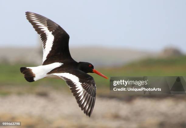 oyster catcher in flight - charadriiformes stock pictures, royalty-free photos & images