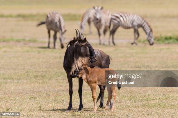 wildebeest, mother and child, africa - pchoui stock pictures, royalty-free photos & images