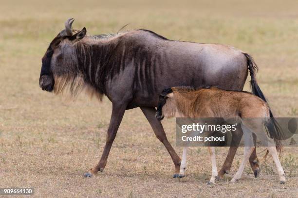 wildebeest, young animal following mother, africa - pchoui stock pictures, royalty-free photos & images