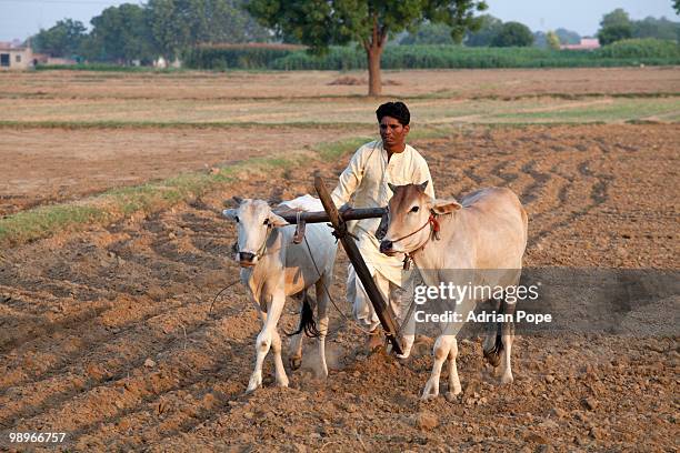 farmer ploughing field - indian farmer with cow stock pictures, royalty-free photos & images
