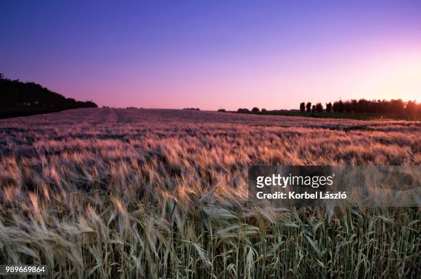 sunset over wheat crop field. - korbel stock pictures, royalty-free photos & images