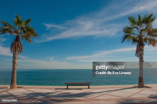 bench by the sea flanked by 2 palm trees - uferpromenade stock-fotos und bilder