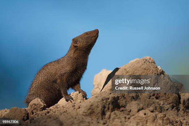 dwarf mongoose (helogale parvula), okavango delta, botswana - dwarf mongoose stock pictures, royalty-free photos & images