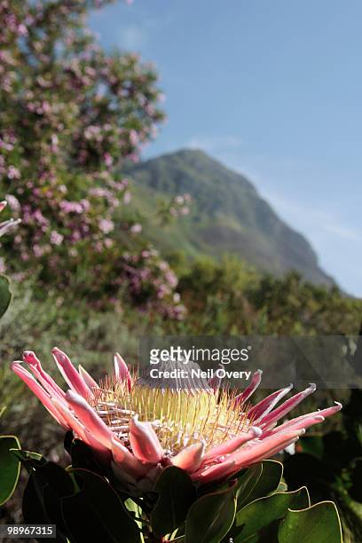 king protea (protea cynaroides) with helderberg mountains in background, somerset west, western cape province, south africa - western cape province stock-fotos und bilder