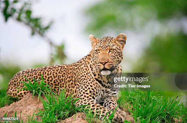 adult male leopard (panthera pardus), resting on a termite mound - sabi sands reserve stockfoto's en -beelden