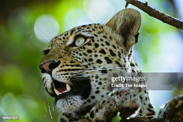 adult leopard (panthera pardus), relaxing in a tree looking out over the countryside - sabi sands reserve stockfoto's en -beelden