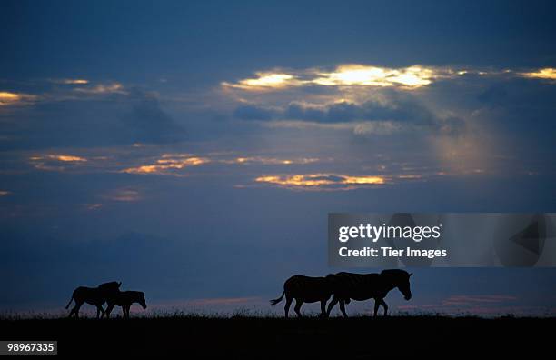 a partial herd of zebra (equus zebra), crossing a field at dusk - cebra de montaña fotografías e imágenes de stock