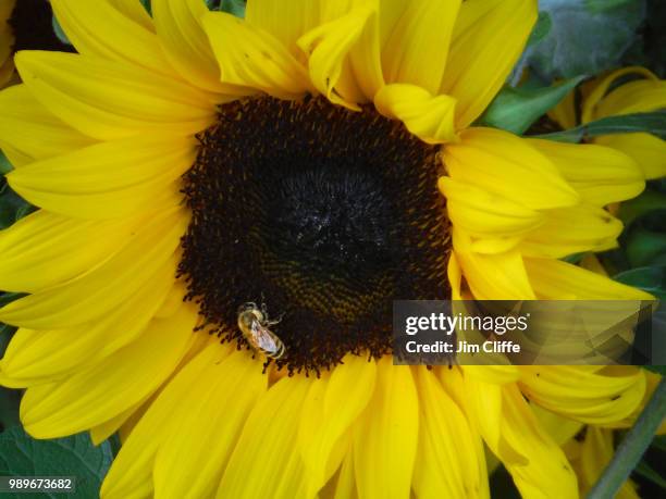 sunflower snackbar - snackbar stock pictures, royalty-free photos & images