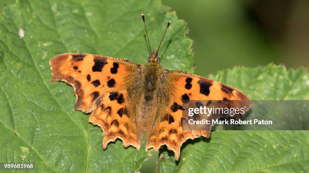 comma  butterfly - comma butterfly stock pictures, royalty-free photos & images