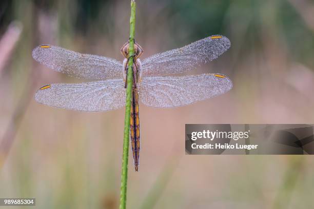 orthetrum sp. - dew stock pictures, royalty-free photos & images