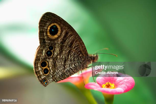 Insect Rings Insect Ring Photos and Premium High Res Pictures - Getty Images