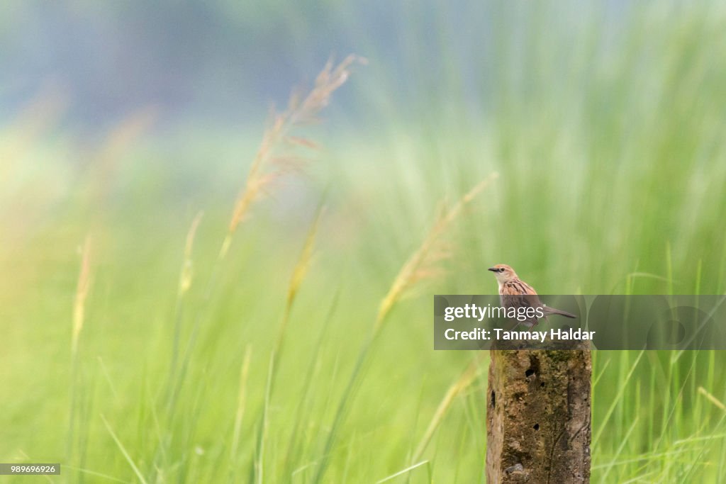 Bristled Grassbird