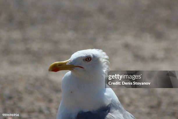 punky gaviota - gaivota stock pictures, royalty-free photos & images