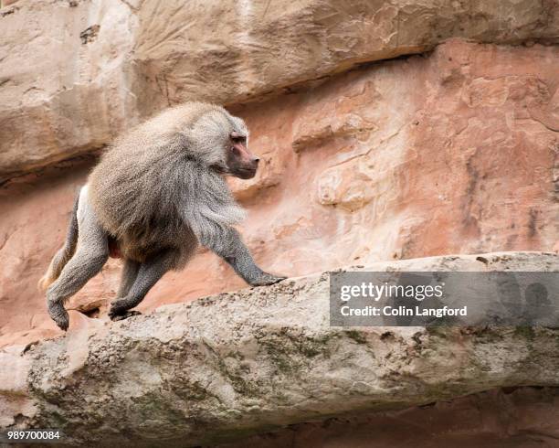 hamadryas baboon (2) - hamadryas baboon stock pictures, royalty-free photos & images