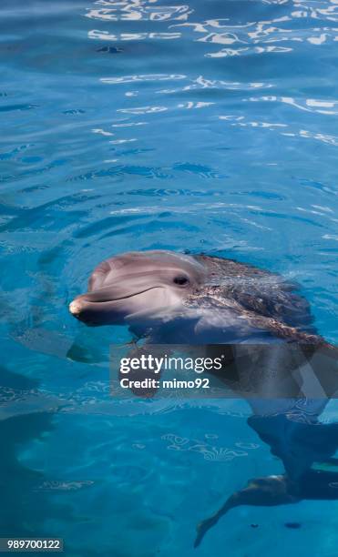 dolphin - mimo photos et images de collection