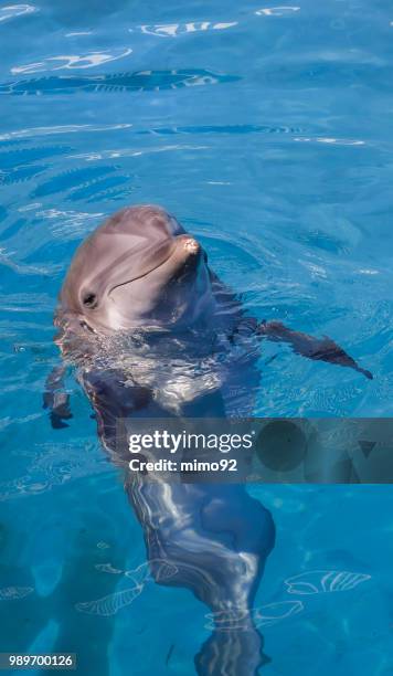 dolphin - mimo stock pictures, royalty-free photos & images