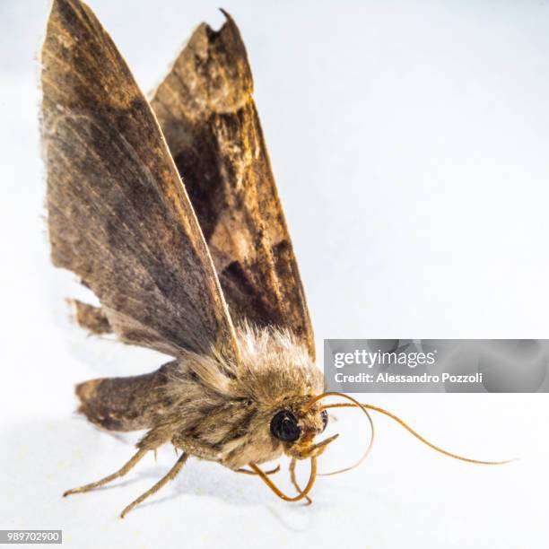 m - hesperiidae stock pictures, royalty-free photos & images