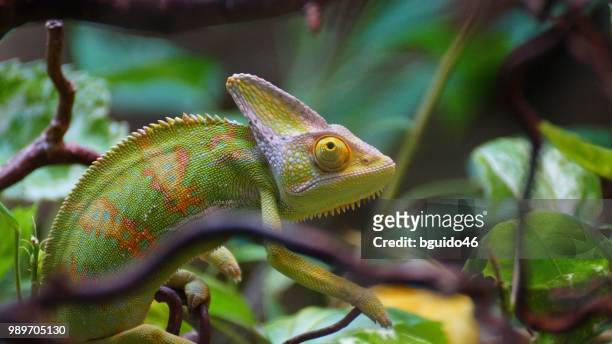 dsc01039.jpg - veiled chameleon stock pictures, royalty-free photos & images
