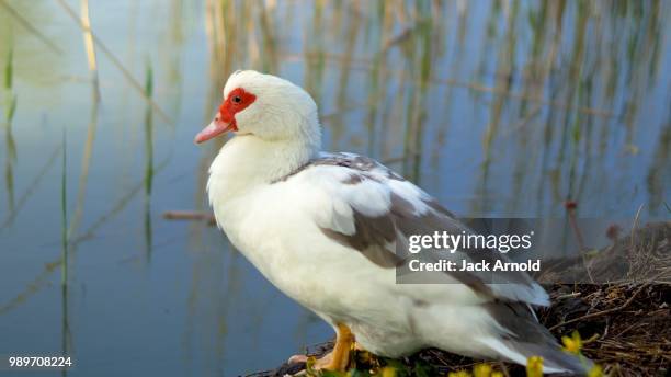 muscovy duck - muscovy duck stock pictures, royalty-free photos & images