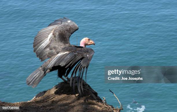 califronia condor perch - turkey vulture stock pictures, royalty-free photos & images