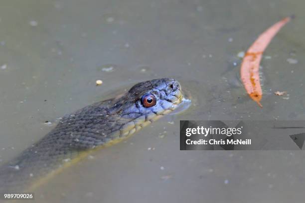 banded water snake - water snake stock pictures, royalty-free photos & images