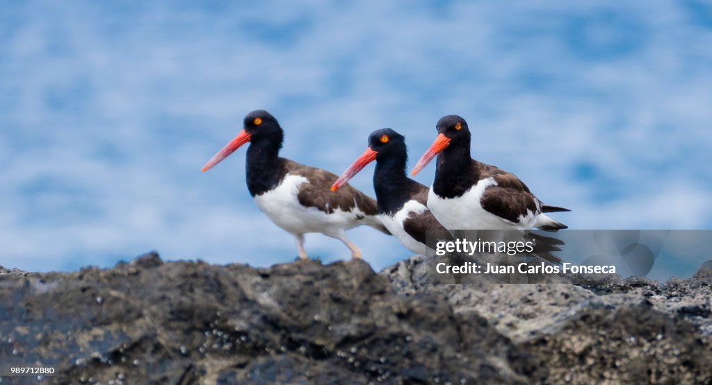 American oystercatcher