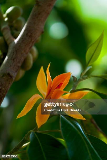 magnolia champaka - jav fotografías e imágenes de stock