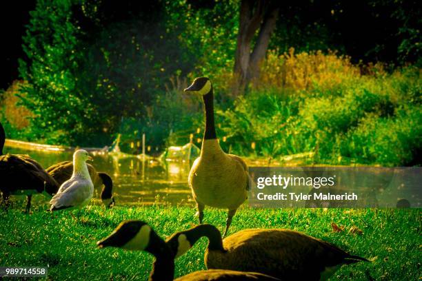 i got this situation under control. - flying duck stock pictures, royalty-free photos & images