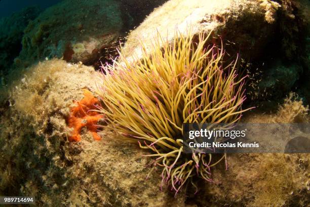 anemone - kennis fotografías e imágenes de stock