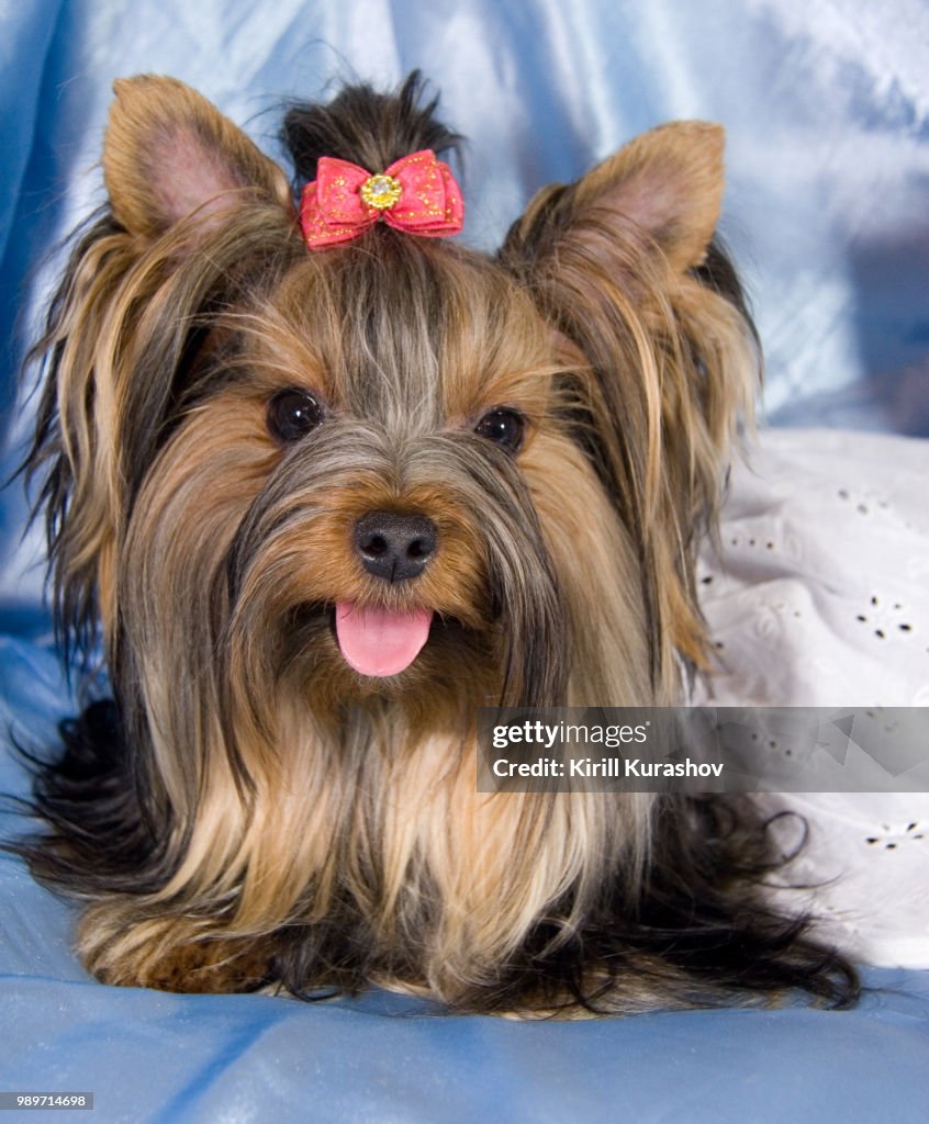 Yorkshire terrier